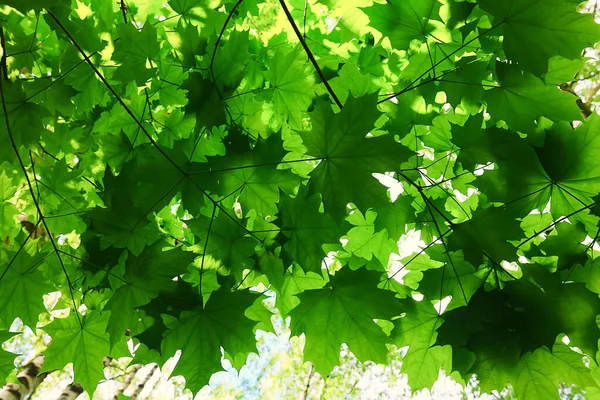 Branches Feuilles Été Érable Fond Vert Arbre Croissance Fraîche — Photo