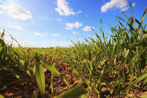 Green Grass Fresh Shoots Wheat Green Grass Field Summer Background — Stock Photo, Image