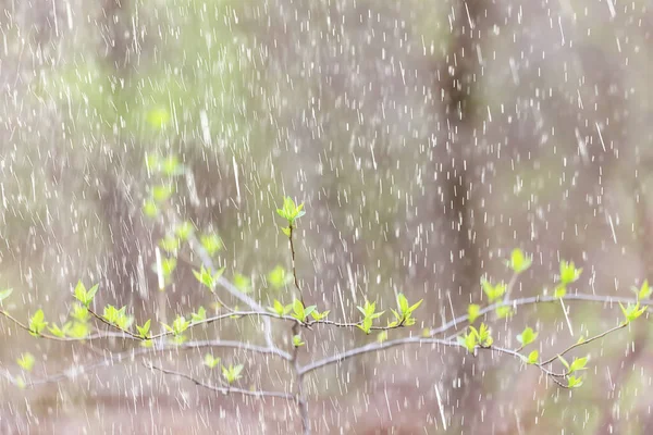 spring rain flowers background bloom field nature fresh green water drops