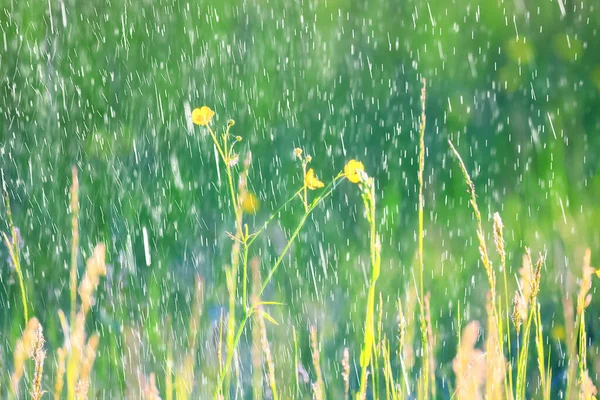 水着野生の黄色の花自然夏野花抽象的な美しい背景自然トーニング — ストック写真