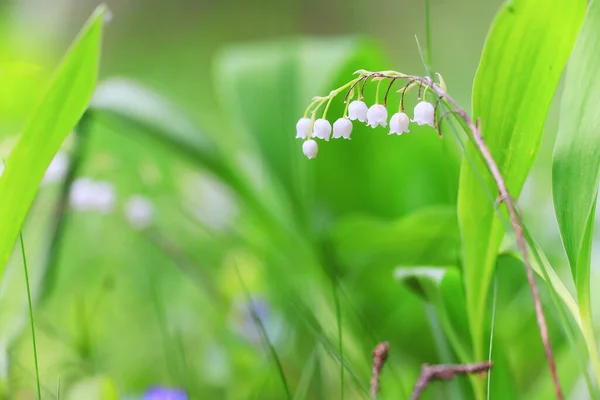 Lilie Dolinie Liście Zielone Tło Natura Świeże Zielone Tekstury Ogrodowe — Zdjęcie stockowe