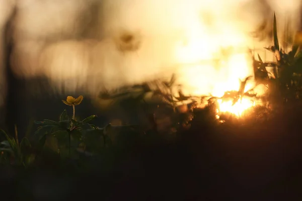 Maiô Flores Amarelas Selvagens Campo Verão Natureza Com Flores Abstrato — Fotografia de Stock