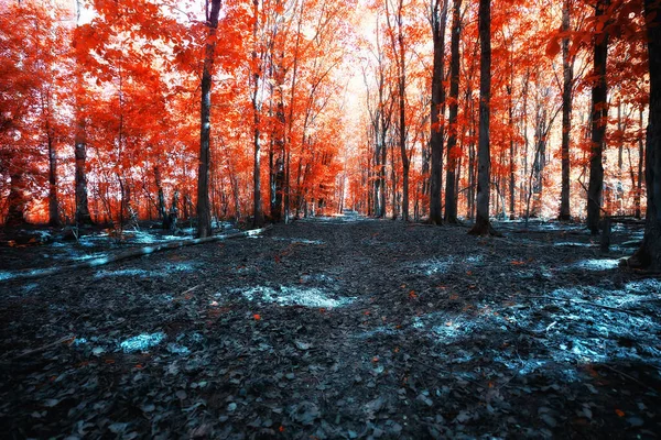 Otoño Paisaje Fondo Hermoso Bosque Amarillo Otoño Estación Naturaleza Otoño — Foto de Stock