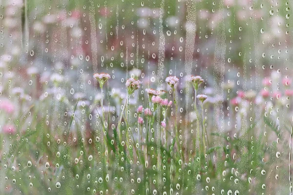 Primavera Pioggia Fiori Fondo Fiore Campo Natura Fresco Verde Acqua — Foto Stock