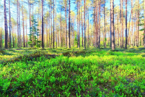 Forêt Conifères Été Paysage Vert Arbres Plein Air Fond Nature — Photo