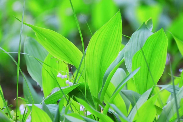 Lelies Van Vallei Bladeren Groene Achtergrond Natuur Frisse Groene Tuin — Stockfoto