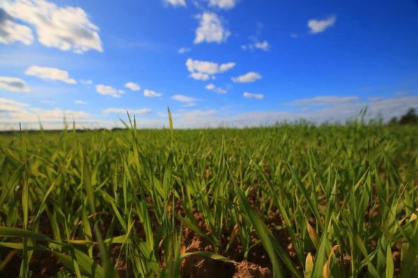 Grama Verde Brotos Frescos Trigo Grama Verde Campo Verão Fundo — Fotografia de Stock