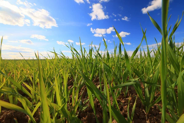 Зелена Трава Свіжі Пагони Пшениця Зелена Трава Поле Літній Фон — стокове фото