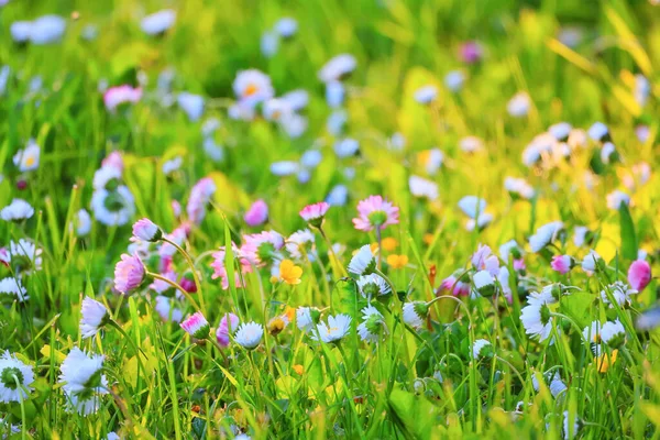 Flowers Daisies Background Summer Nature Field Green Flowering Colorful Daisies — Stock Photo, Image