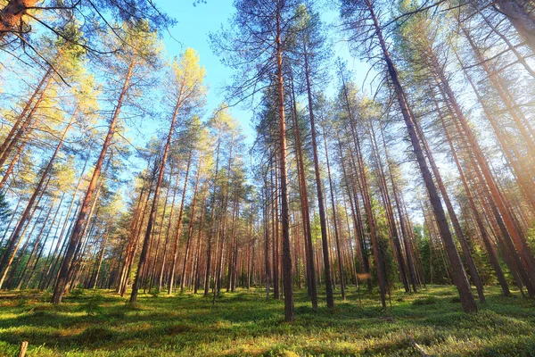 Ensoleillé Journée Été Dans Parc Verdoyant Beau Paysage Arbres Fond — Photo