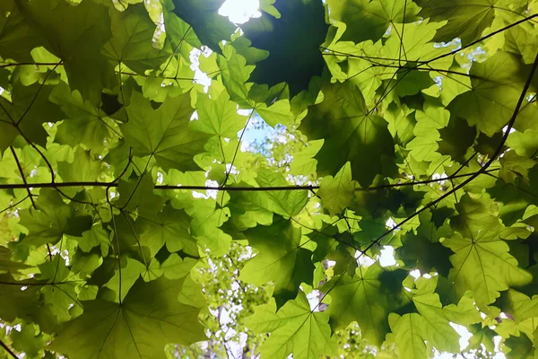 Grenar Löv Sommar Lönn Grön Bakgrund Träd Frisk Tillväxt — Stockfoto