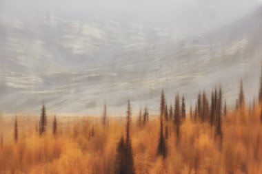 Arka planda bulanık sonbahar manzarası, soyut bulanık bokeh sonbahar ağaçları manzarası