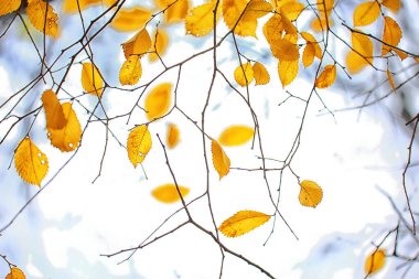 Soyut sonbahar sonbahar arka planı sarı doğayı, Ekim ayı duvar kağıtlarını mevsimlik bırakıyor