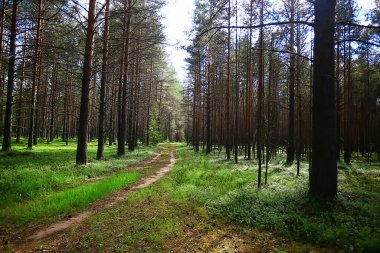 Orman arka planındaki yaz manzarası doğa yaz mevsimi manzarası ağaçları