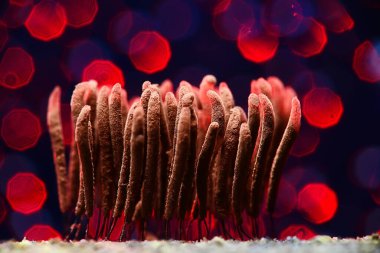 plasmodium küf mantarları, mikroskop yakın çekim küçük yaşam, ormanda alışılmadık mantar kalıpları