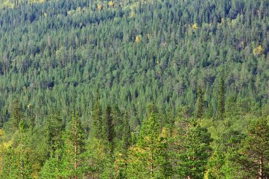 Orman arka planındaki yaz manzarası doğa yaz mevsimi manzarası ağaçları