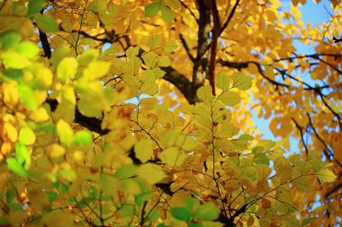 Soyut sonbahar sonbahar arka planı sarı doğayı, Ekim ayı duvar kağıtlarını mevsimlik bırakıyor