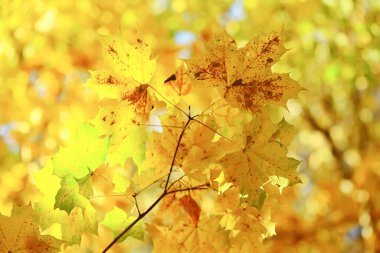 Soyut sonbahar sonbahar arka planı sarı doğayı, Ekim ayı duvar kağıtlarını mevsimlik bırakıyor