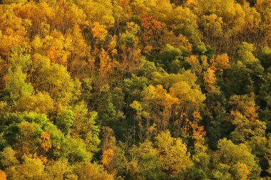 Sonbahar ormanının soyut arkaplan dokusu, sarı ağaçlar desenli manzara