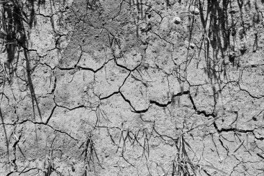 Tarladaki kuraklık. Tarım sorunu. Isı toprağı çatlattı.