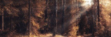 Sonbahar taiga orman manzarası, doğa manzarası dağlara düşüyor.