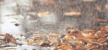 Soyut sonbahar sonbahar arka planı sarı doğayı, Ekim ayı duvar kağıtlarını mevsimlik bırakıyor