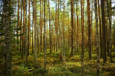 Orman arka planındaki yaz manzarası doğa yaz mevsimi manzarası ağaçları