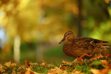 Ördek güz parkı yaban ördeği, yaban ördeği sonbahar manzaralı göçmen kuş doğası