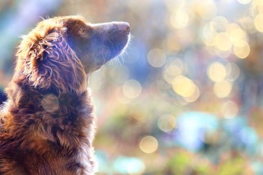 Sokakta başıboş bir köpek, yontma, kısırlaştırma hayvan barınağı, kırma köpek portresi.