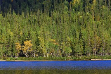 Orman arka planındaki yaz manzarası doğa yaz mevsimi manzarası ağaçları