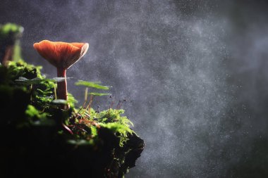 Küçük yenmez mantarlar, zehirli mantarlar orman arka planı vahşi doğa.