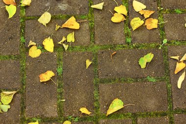 Düşen yapraklar mevsimsel soyut arkaplan