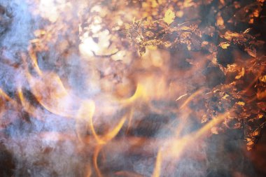 Orman yangını arka plan manzarası, ormandaki yangın ve duman, kuraklık ağaçları yanıyor.