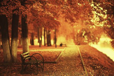 Sonbahar parkındaki güneşli manzara, sonbahar sezonu arka planındaki portakal parkı