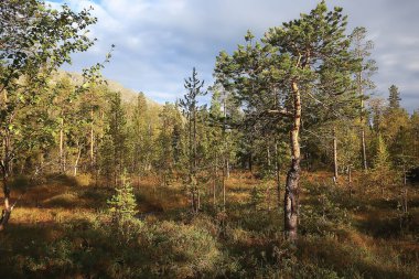 Sonbahar taiga orman manzarası, doğa manzarası dağlara düşüyor.