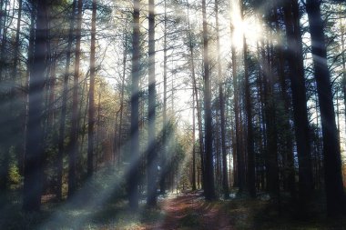 soyut bulanık sonbahar arka plan parkı, şehir sonbahar doğası ekim