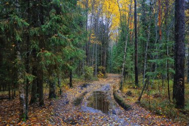 Sonbahar taiga orman manzarası, doğa manzarası dağlara düşüyor.