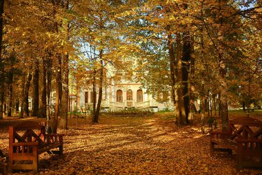Sonbahar parkı manzarasında bir ara sokak, Sonbahar sarı yolları, Ekim ayında şehirde mevsimlik manzaralar.