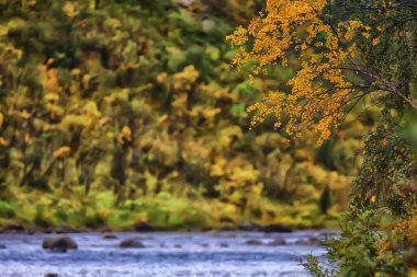 manzara, sonbahar manzarası ağaçları ve orman nehri ve göl, doğa manzarası arka plan
