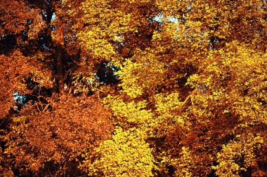 Soyut sonbahar sonbahar arka planı sarı doğayı, Ekim ayı duvar kağıtlarını mevsimlik bırakıyor