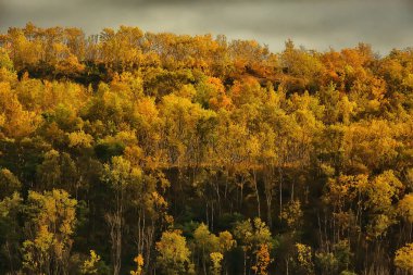 Sonbahar ormanının soyut arkaplan dokusu, sarı ağaçlar desenli manzara