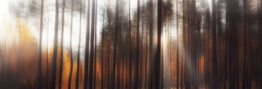 Sonbahar orman manzarası, soyut arkaplan ekim manzarası sarı ağaçlar, sonbahar doğası