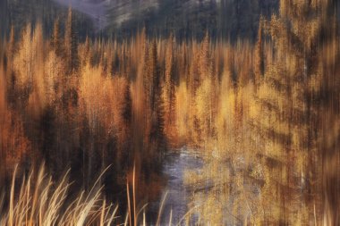 Arka planda bulanık sonbahar manzarası, soyut bulanık bokeh sonbahar ağaçları manzarası
