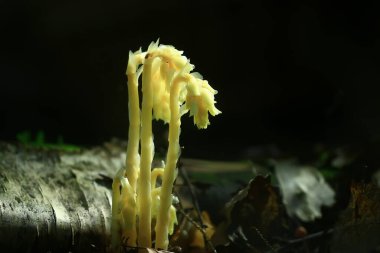 Küçük yenmez mantarlar, zehirli mantarlar orman arka planı vahşi doğa.