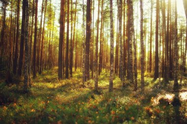 Orman arka planındaki yaz manzarası doğa yaz mevsimi manzarası ağaçları