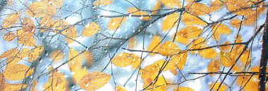 Soyut arka plan düşüşü, cam düşüşü sonbahar sarı yapraklar ıslak Ekim havası