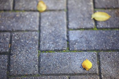 Düşen yapraklar mevsimsel soyut arkaplan