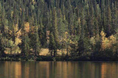 Sonbahar orman manzarası, soyut arkaplan ekim manzarası sarı ağaçlar, sonbahar doğası