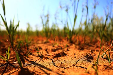 Tarladaki kuraklık. Tarım sorunu. Isı toprağı çatlattı.
