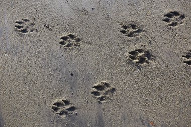 Kum köpeğinin arka planında ayak izleri var.